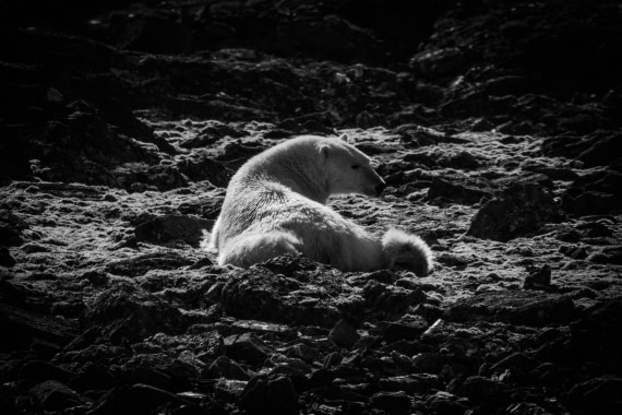 Relaxing polar bear