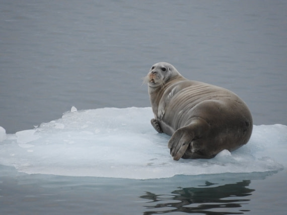Bearded seal in Bråsvellbreen / Austfonna