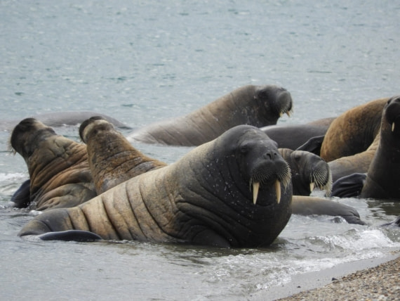 A colony of walruses in Torellneset