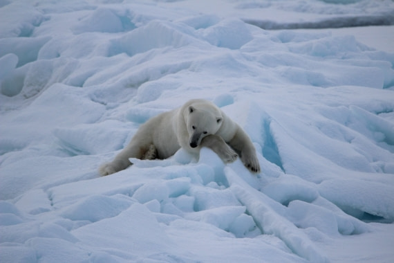 Polar bear on the pack-ice.