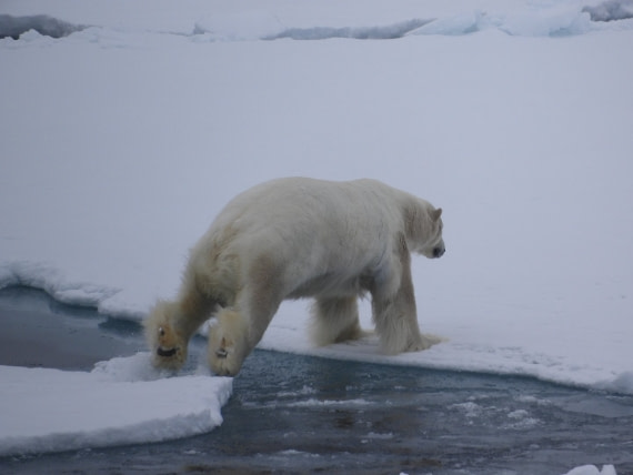Polor bear jumping on the pack-ice.