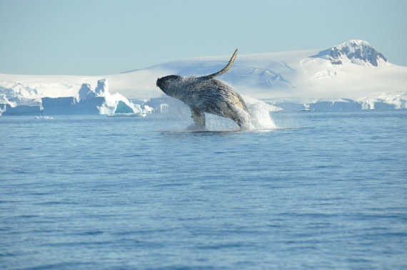 Humpback whale, breaching, Antarctica © Nicolo de Cata-Oceanwide Expeditions.jpg