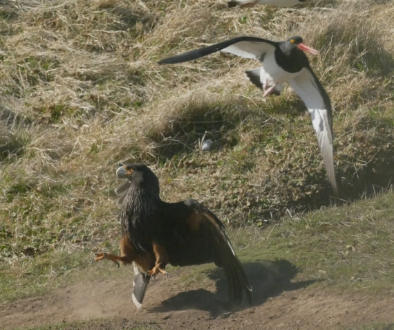 Austernfischer verteidigt sein Nest gegen Karakara Adler
