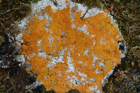 Lichen on a bone in Palanderbukta