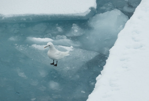 Ivory gull on the pack-ice