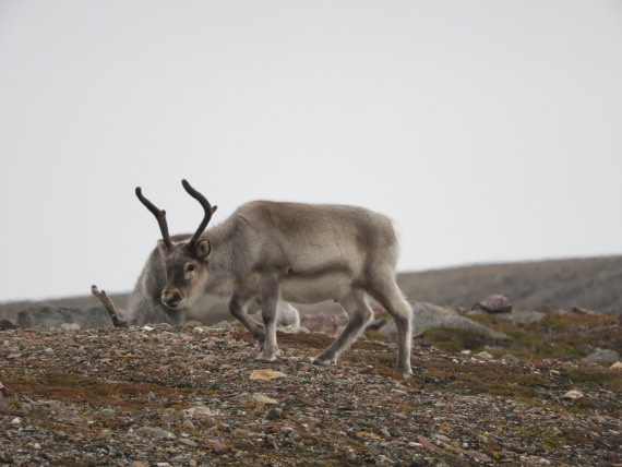 Herd of reindeer in Faksevågen.