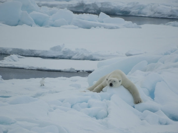 Ivory gull and polar bear on the pack-ice.