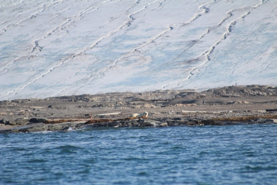 Polar bear on Kvitoya