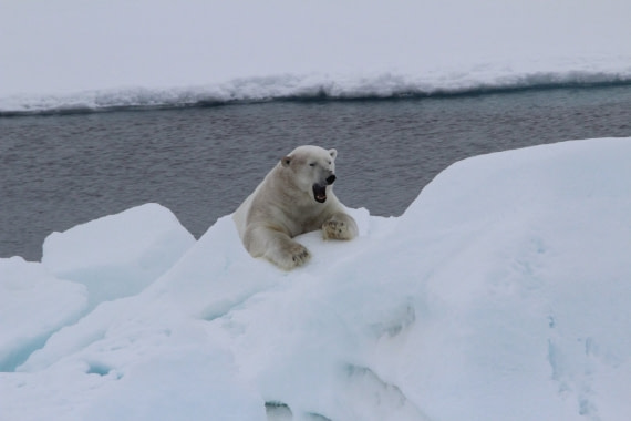 Polar bear on 82° NB