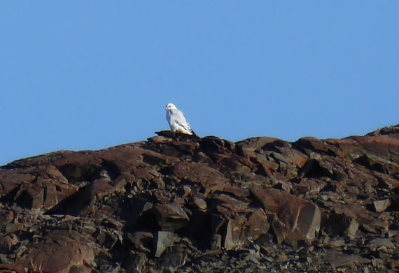 Schnee Eule Blomster Bugt