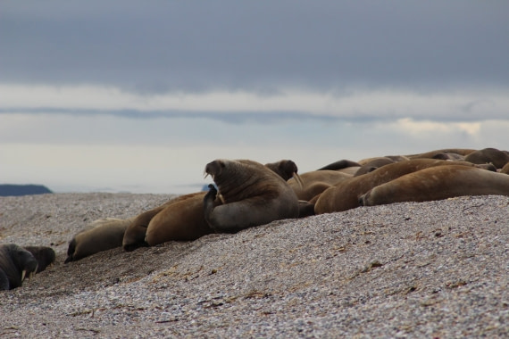 Walrus waiving on Torellneset