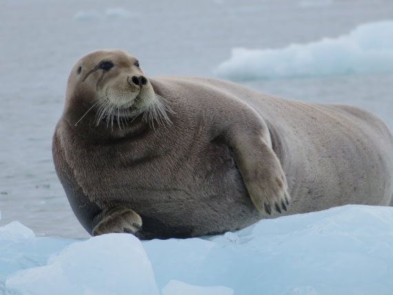 Monacobreen, bearded seal