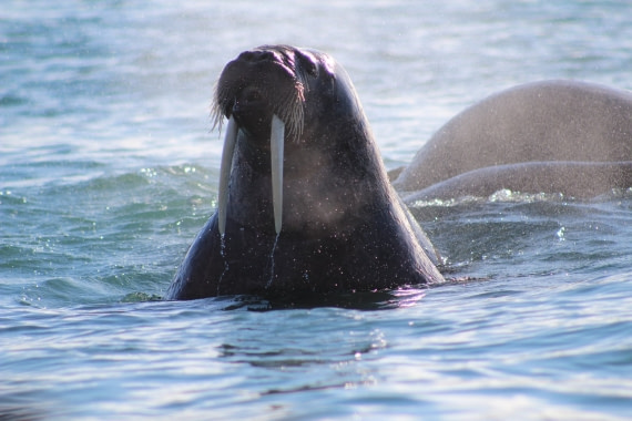 Walrus near Kvitoya