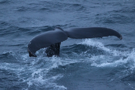 Humpback whale tail (Greenland sea)