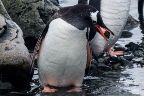 How d'ya like this rock?