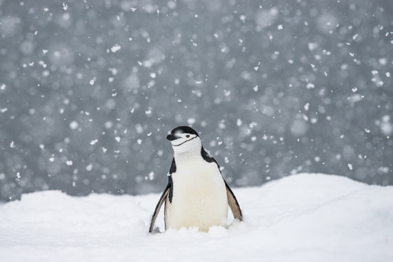 Chinstrap penguin on Half Moon island