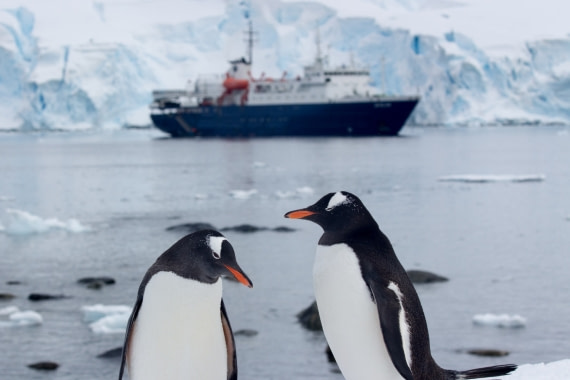 Gentoos with Ortelius