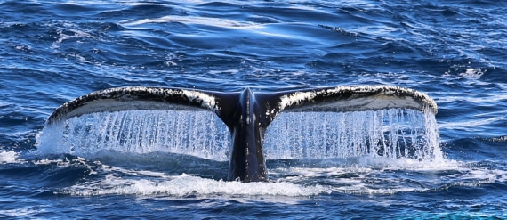 Whale Fluke