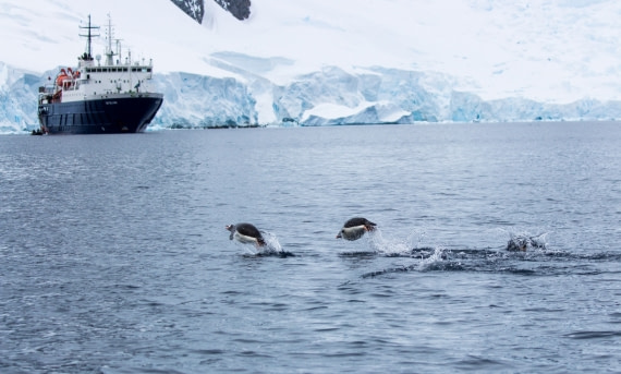 Good Morning Ortelius