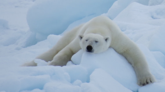 chilling polar bear