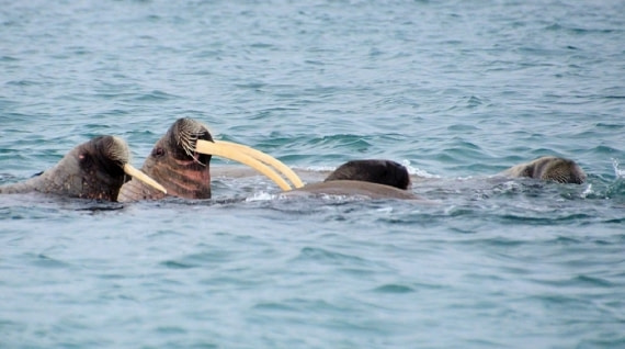 every man may meet his match