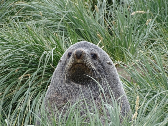 Fur Seal Fortuna Bay SG, Dec © Sarah Williams-Gane & Marshall.JPG