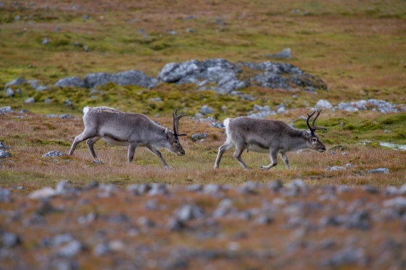 Around Spitsbergen, Kvitoya, August © Zoutfotografie-Oceanwide Expeditions (357).JPG