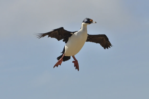 Freie Bahn für den Kormoran !