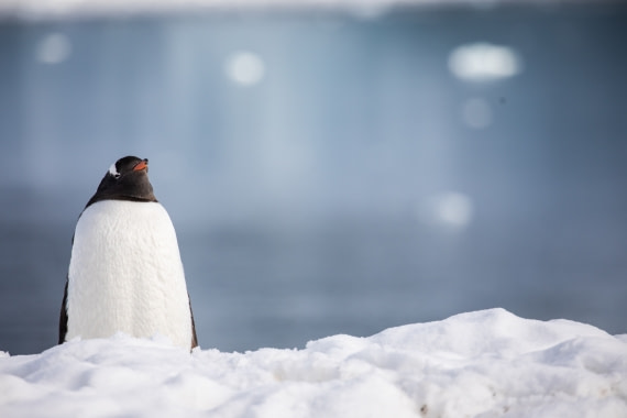 Gentoo Penguin considers life