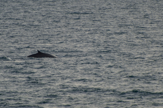 Around Spitsbergen, Kvitoya, August © Zoutfotografie-Oceanwide Expeditions (296).JPG