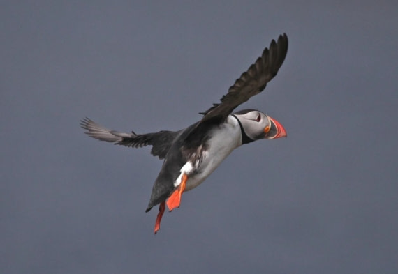 Puffin in flight