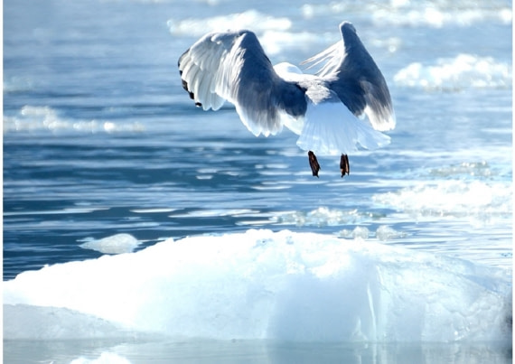 Jonathan Livingston Seagull