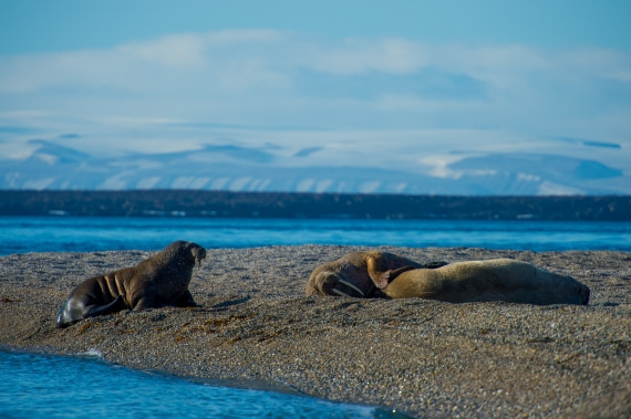 Around Spitsbergen, Kvitoya, August © Zoutfotografie-Oceanwide Expeditions (226) - kopie.JPG