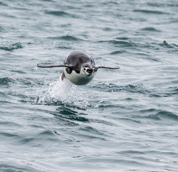 Chinstrap Penguin