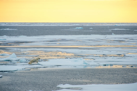 Around Spitsbergen, Kvitoya, August © Zoutfotografie-Oceanwide Expeditions (82).JPG