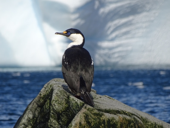 Shag, Melchior Islands © Sarah Williams-Gane & Marshall.JPG