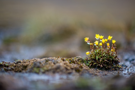 Around Spitsbergen, Kvitoya, August © Zoutfotografie-Oceanwide Expeditions (345).JPG