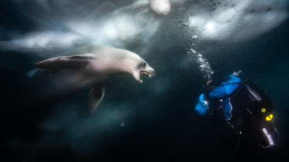 Introductions with a crabeater seal