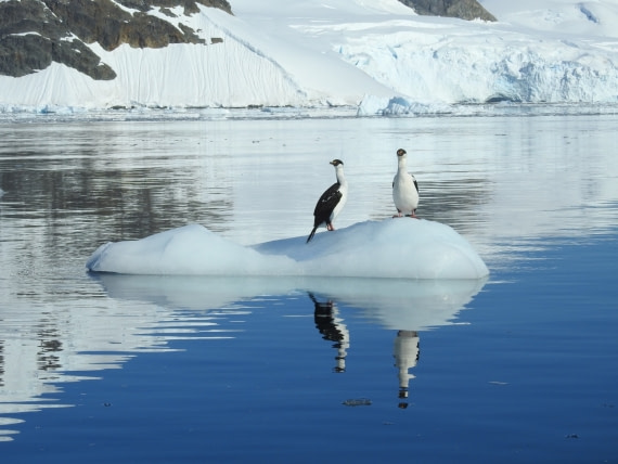 Antarctic Shags