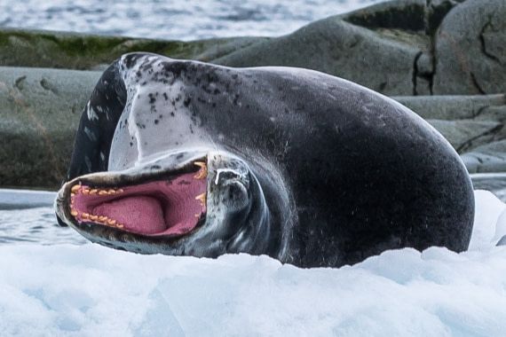lazy leopard seal