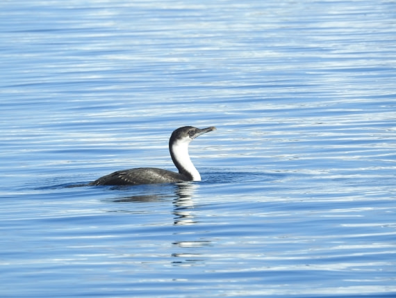 Antarctic Shag