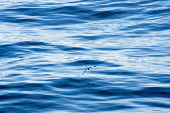 bird_water
