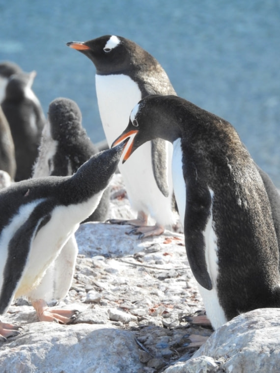 Feeding time on Orne Island