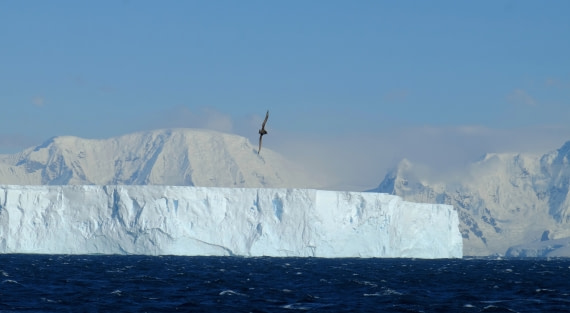 Large Tabulair iceberg