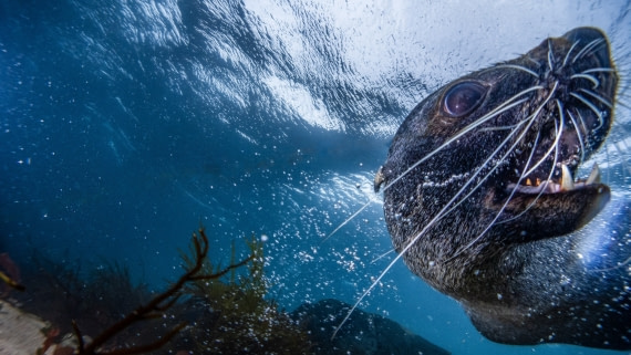 Fur seal up close