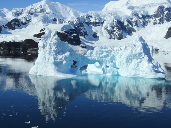 Blue Ice in Neko Harbour