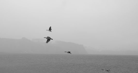 Cormoran sur deception