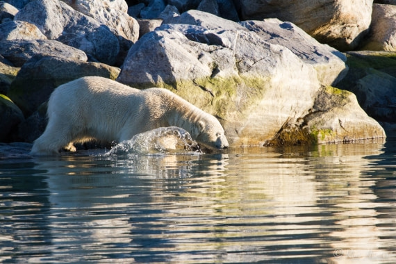 Polar Bear Svalbard 2