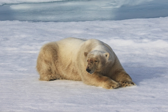 Polar bear in pack ice 2