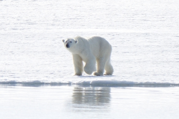 Arctic host